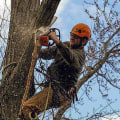 Finding a Qualified Tree Trimmer in Winchester, Virginia