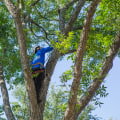 When is the Best Time to Prune Trees? - An Expert's Guide