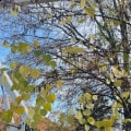 Pruning Deciduous Trees in Winchester, Virginia: What You Need to Know