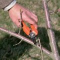 Pruning Trees in Winchester, Virginia: A Guide for Beginners