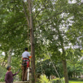 Pruning Trees in Winchester, Virginia: What You Need to Know