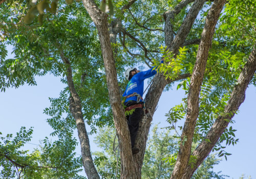 When is the Best Time to Prune Trees? - An Expert's Guide