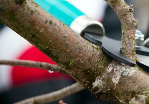 Tree Pruning: What You Need to Know