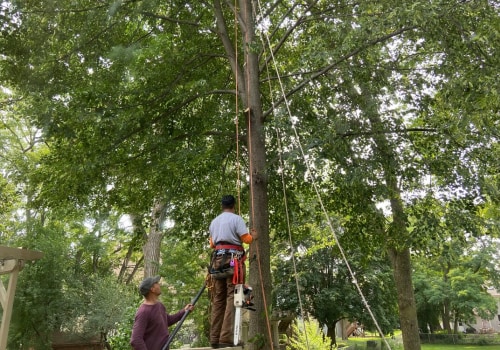 The Benefits of Pruning and Trimming Trees in Winchester, Virginia