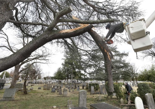 Safety Precautions for Tree Trimming in Winchester, Virginia