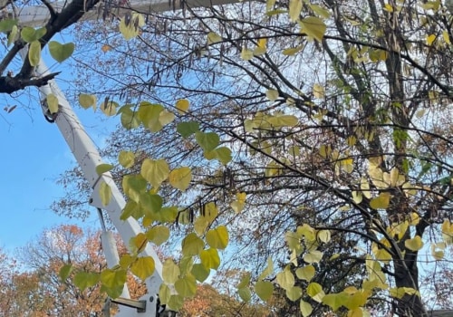 Pruning Large Trees in Winchester, Virginia: Safety is Key
