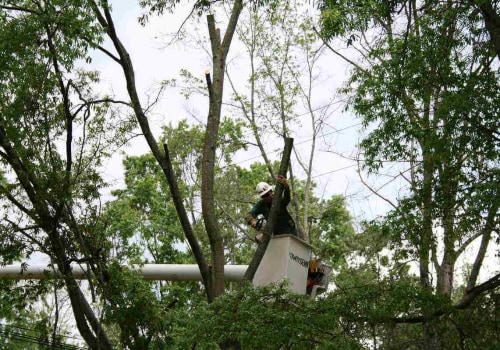 How Often Should Trees Be Pruned? An Expert's Guide