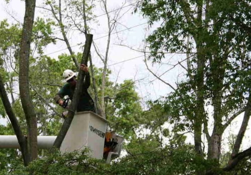 Pruning Diseased and Damaged Trees in Winchester, Virginia: What You Need to Know