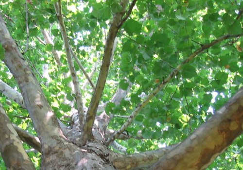 Tree Care and Maintenance in Winchester, Virginia: A Comprehensive Guide
